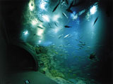 男鹿水族館GAO