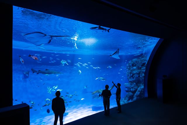 図４　光のふりそそぐ外洋水槽