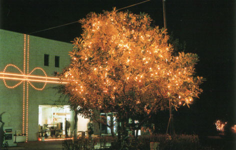 写真1